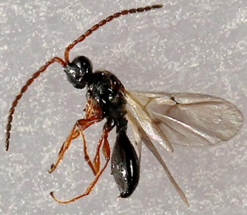 Réf. 231 051 : Aneurhynchus sp.